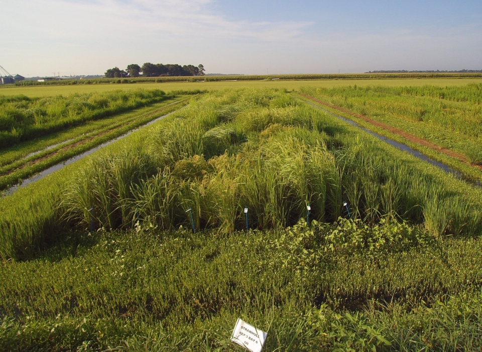 Strawl Hull mapping population